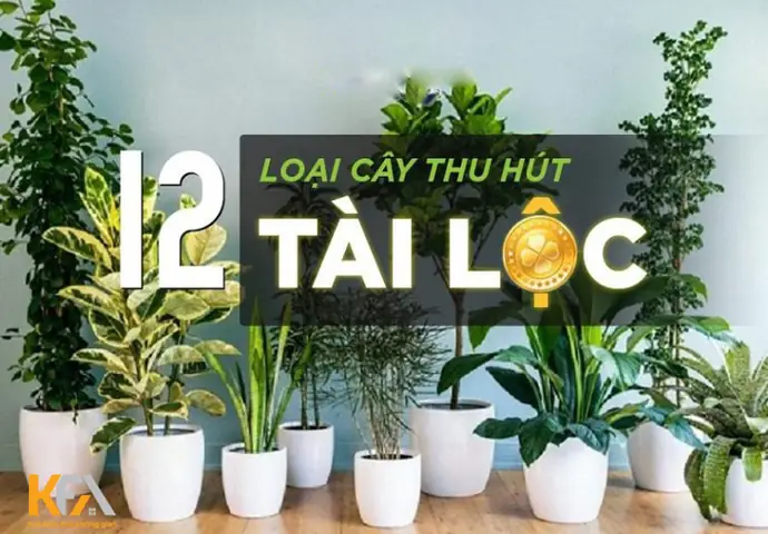 Cây Cảnh Hợp Phong Thủy Theo Tuổi