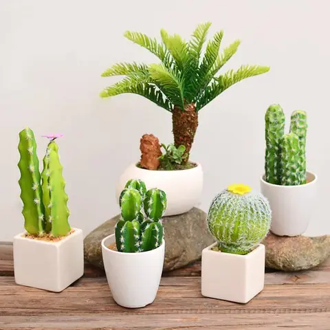 Cây Cảnh Phong Thủy 12 Con Giáp