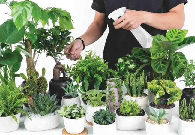 Cây Cảnh Phong Thủy Bàn Làm Việc