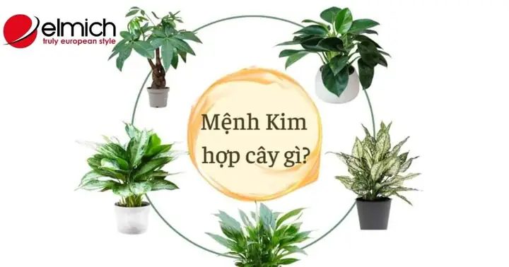 Cây Cảnh Phong Thủy Cho Người Mệnh Kim