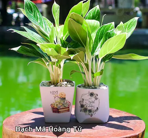 Cây Cảnh Phong Thủy Cho Người Tuổi Tý
