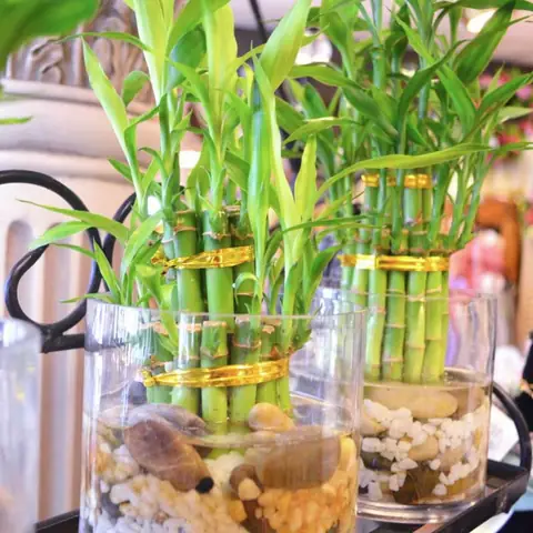 Cây Cảnh Phong Thủy Để Bàn