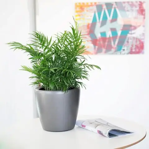 Cây Cảnh Phong Thủy Để Bàn Làm Việc