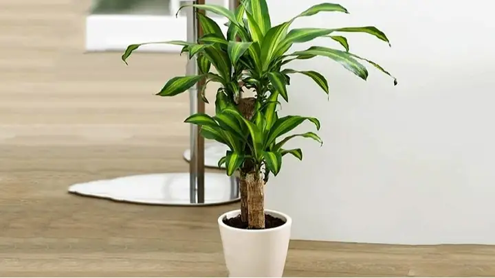 Cây Cảnh Phong Thủy Để Trong Nhà