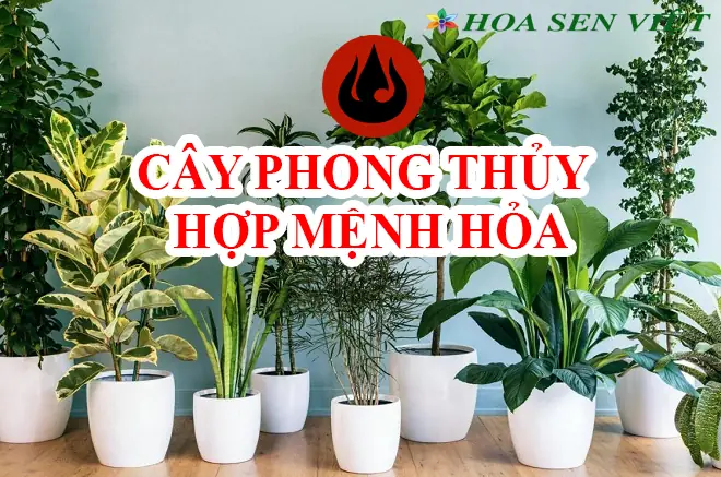 Cây Cảnh Phong Thủy Hợp Mệnh Hỏa