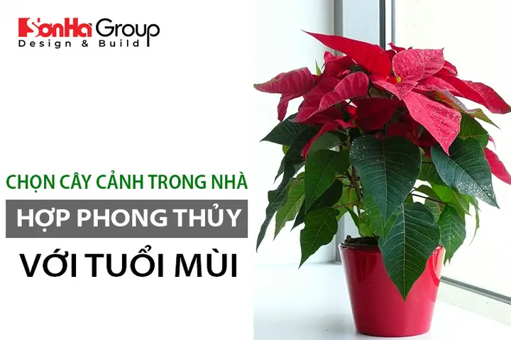 Cây Cảnh Phong Thủy Hợp Tuổi