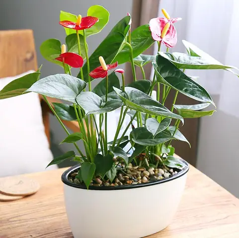Cây Cảnh Phong Thủy Mệnh Hỏa