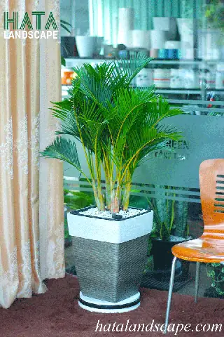 Cây Cảnh Phong Thủy Mệnh Thổ