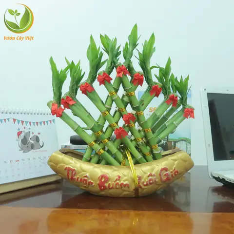 Cây Cảnh Phong Thủy Ngày Tết