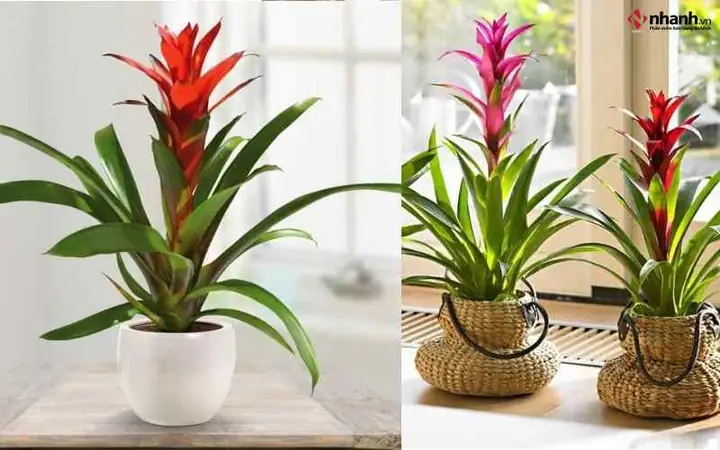 Cây Cảnh Phong Thủy Theo Tuổi