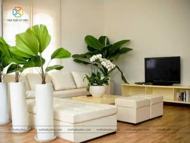 Cây Cảnh Phong Thủy Trong Phòng Khách