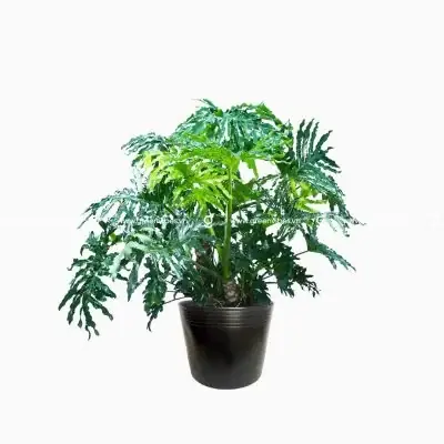 Cây Cảnh Phong Thủy Trồng Trong Nhà
