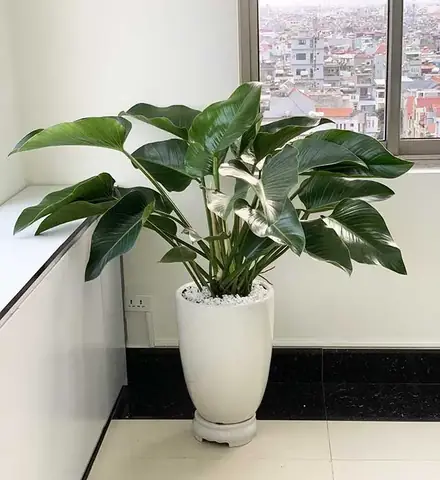Cây Cảnh Phong Thủy Tuổi Dần