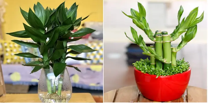 Cây Cảnh Phong Thủy Tuổi Mão