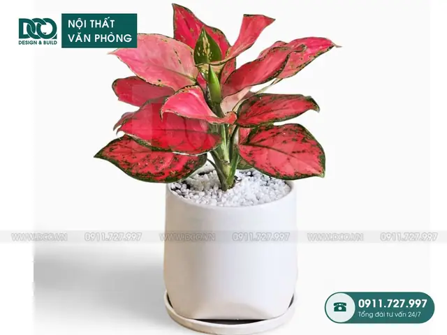 Cây Cảnh Phong Thủy Tuổi Ngọ