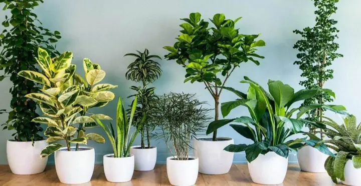 Cây Cảnh Phong Thủy Văn Phòng