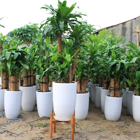 Cây Cảnh Trước Nhà Theo Phong Thủy