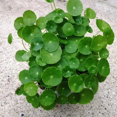 Cây Cỏ Đồng Tiền Phong Thủy