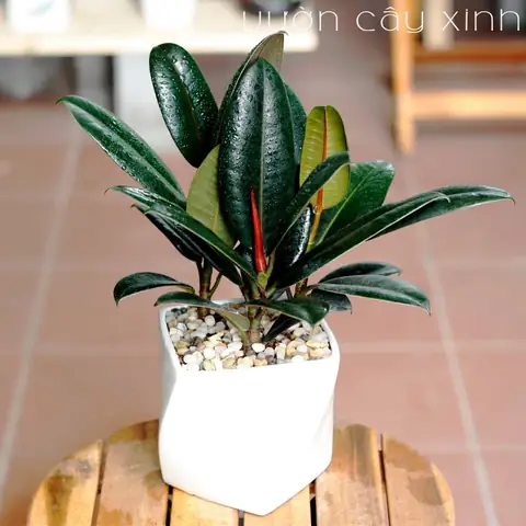 Cây Đa Búp Đỏ Phong Thủy