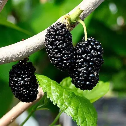 Cây Dâu Tằm Trong Phong Thủy