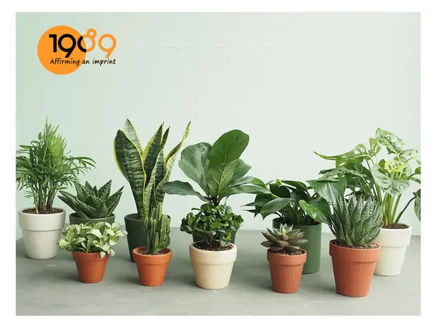 Cây Để Bàn Làm Việc Hợp Phong Thủy