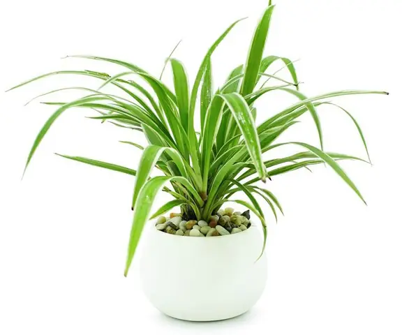 Cây Để Bàn Làm Việc Theo Phong Thủy
