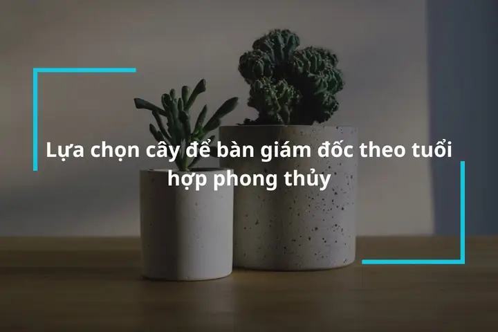 Cây Để Bàn Phong Thủy Theo Tuổi