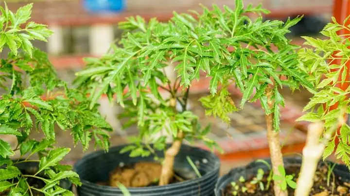 Cây Đinh Lăng Và Phong Thủy
