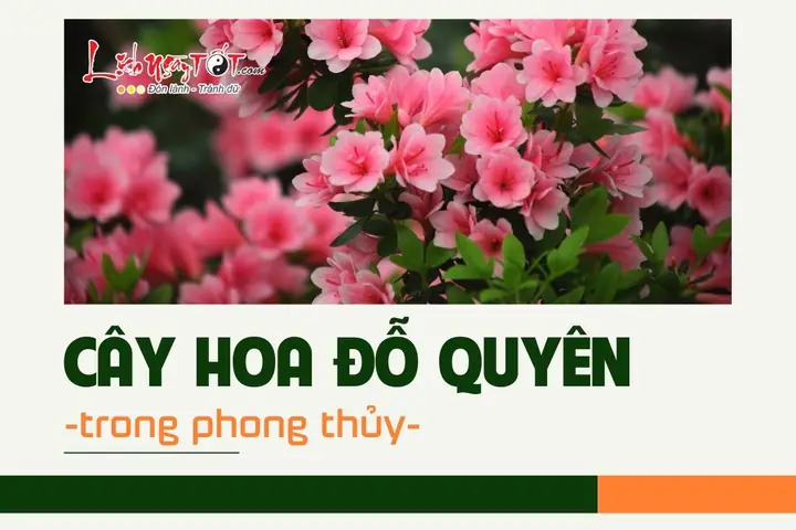 Cây Đỗ Quyên Trong Phong Thủy