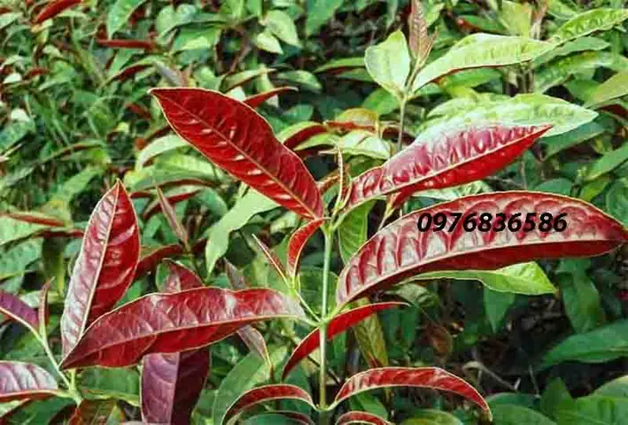 Cây Đơn La Đỏ Trong Phong Thủy