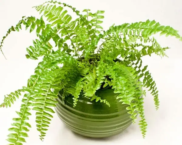 Cây Dương Xỉ Trong Phong Thủy