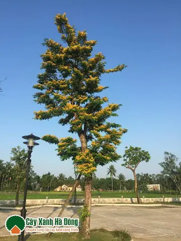 Cây Giáng Hương Trong Phong Thủy