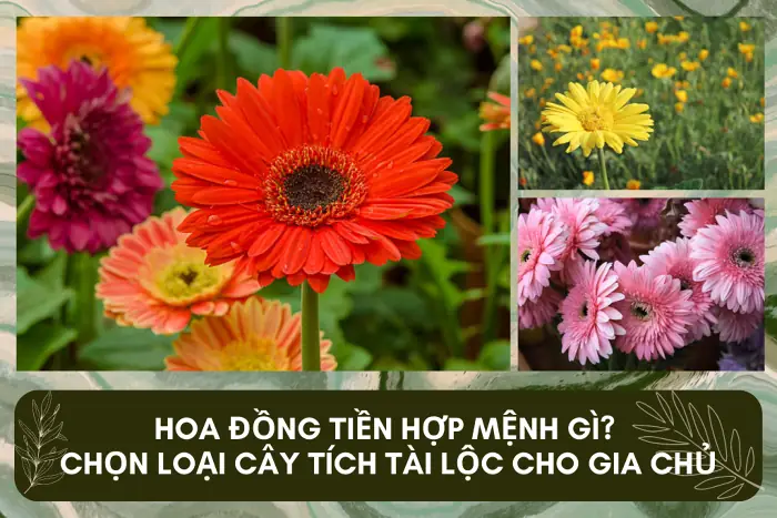Cây Hoa Đồng Tiền Phong Thủy