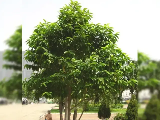 Cây Hoa Ngọc Lan Trong Phong Thủy