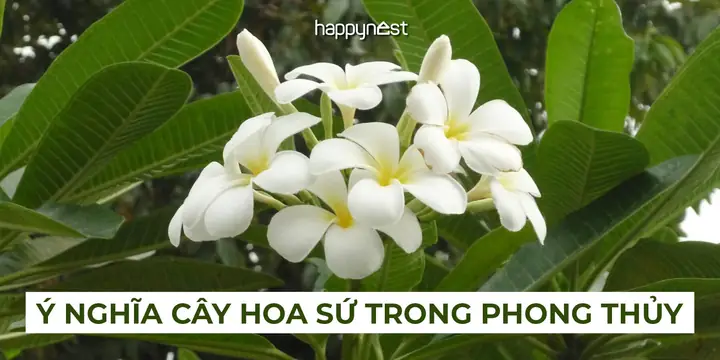 Cây Hoa Sứ Và Phong Thủy
