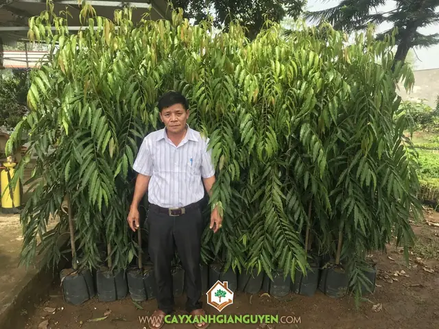 Cây Hoàng Nam Trong Phong Thủy