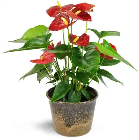 Cây Hồng Môn Trong Phong Thủy