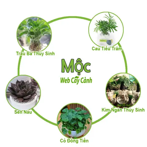 Cây Hợp Phong Thủy Mệnh Mộc