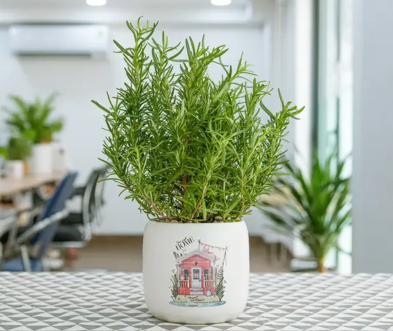 Cây Hương Thảo Trong Phong Thủy