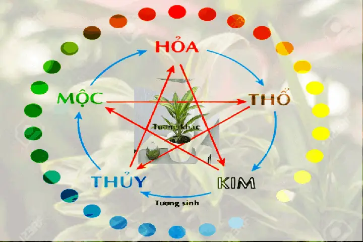 Cây Huyết Dụ Trong Phong Thủy