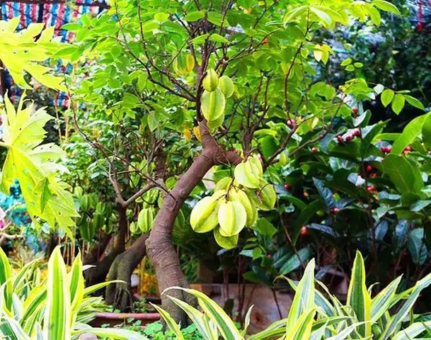 Cây Khế Chua Trong Phong Thủy