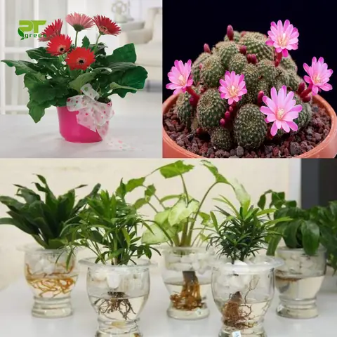 Cây Kiểng Phong Thủy 12 Con Giáp