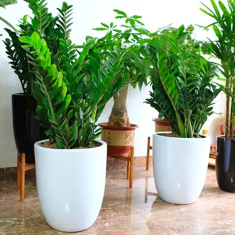 Cây Kim Tiền Trong Phong Thủy