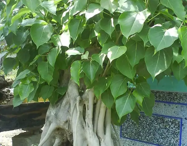 Cây Lâm Vồ Trong Phong Thủy