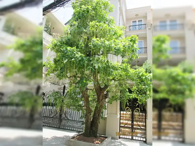 Cây Lộc Vừng Trong Phong Thủy