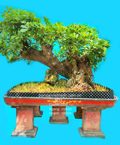 Cây Lộc Vừng Và Phong Thủy