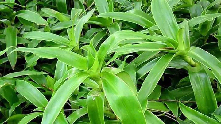 Cây Lược Vàng Có Giá Trị Gì