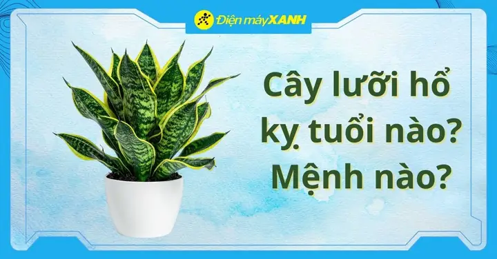 Cây Lưỡi Hổ Phong Thủy Hợp Với Tuổi Nào