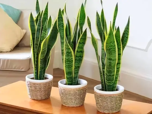 Cây Lưỡi Hổ Phong Thủy Như Thế Nào