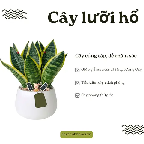 Cây Lưỡi Hổ Và Phong Thủy